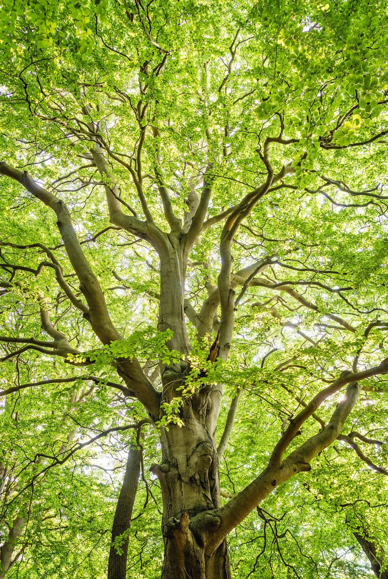 Bild Baum, Seite Spende